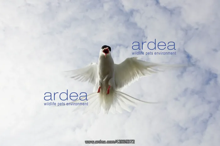 : Arctic Tern - in flight above nest site : Arctic Tern - in flight above nest site
