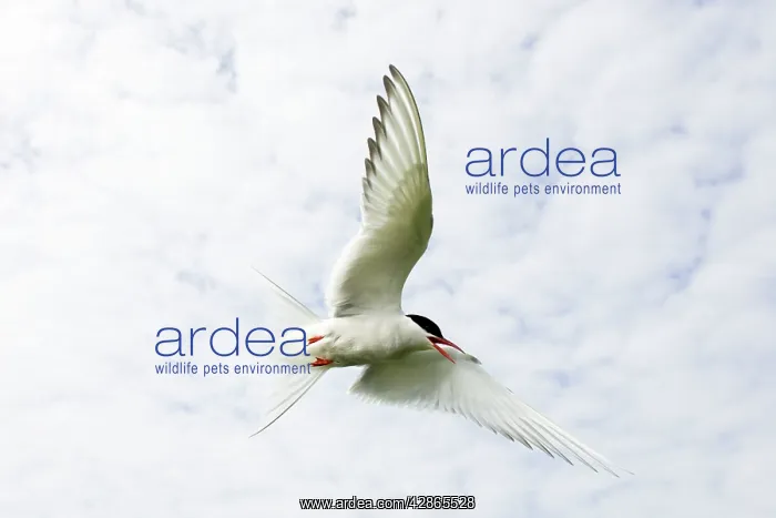 : Arctic Tern - in flight above nest site : Arctic Tern - in flight above nest site