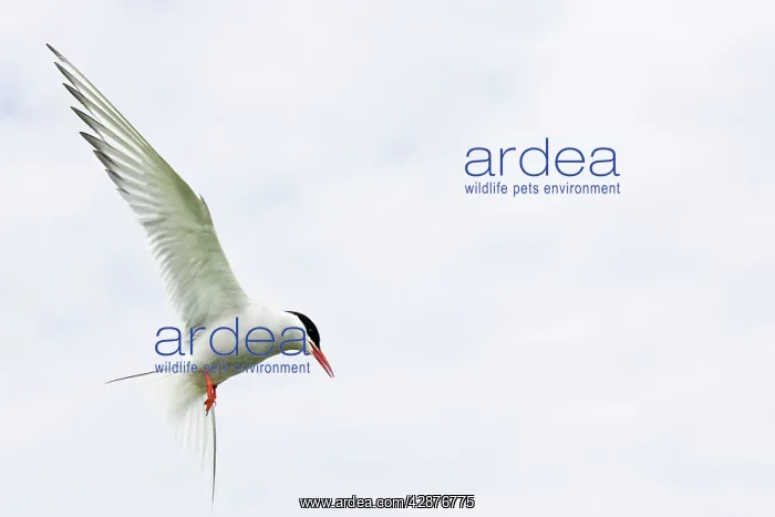 : Arctic Tern - in flight above nest site : Arctic Tern - in flight above nest site