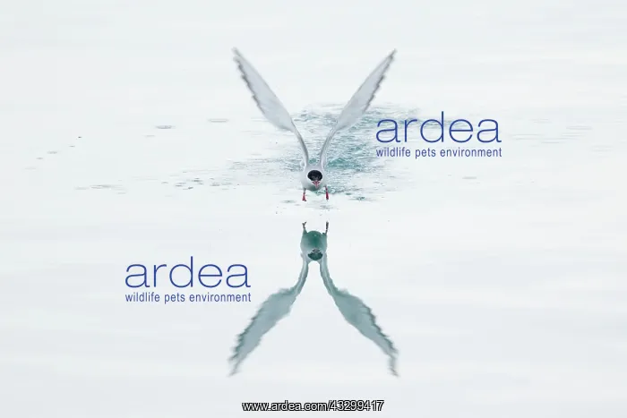 : Arctic Tern - in flight with reflection : Arctic Tern - in flight with reflection
