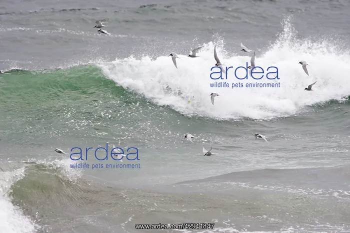 : Arctic Tern - In flight over the sea : Arctic Tern - In flight over the sea
