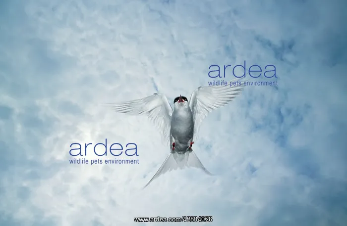 : ARCTIC TERN - in flight, showing aggression : ARCTIC TERN - in flight, showing aggression