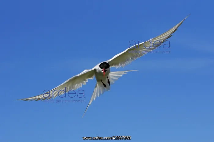 : Arctic Tern - in flight showing aggression : Arctic Tern - in flight showing aggression