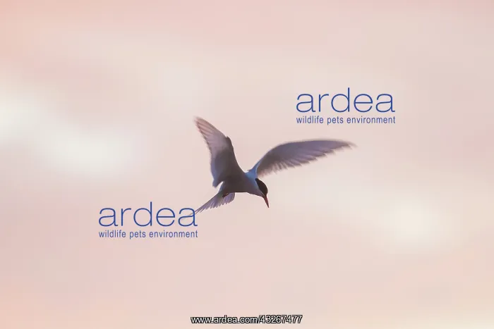 : Arctic Tern - flying bird in evening light - Iceland : Arctic Tern - flying bird in evening light - Iceland