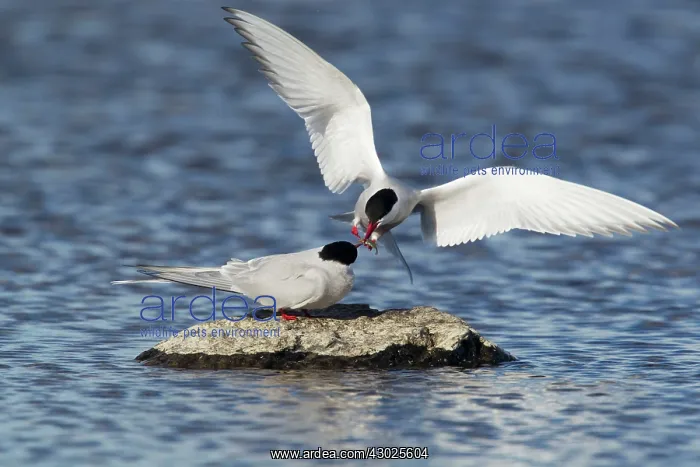 : Arctic Tern - food pass : Arctic Tern - food pass