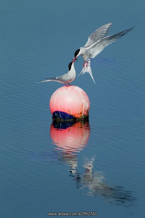 : Arctic Tern - food pass on buoy : Arctic Tern - food pass on buoy