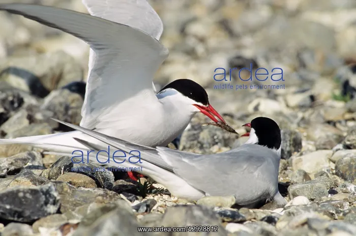 : Arctic TERN - Greeting ceremony. Pair at nest : Arctic TERN - Greeting ceremony. Pair at nest