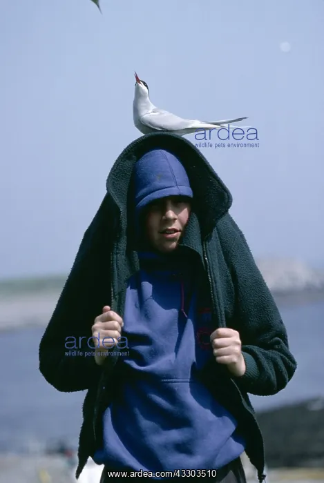 : Arctic Tern - on head of young boy : Arctic Tern - on head of young boy