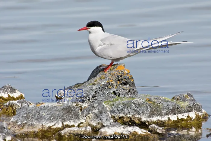 : Arctic tern at Lake Myvatn, Iceland : Arctic tern at Lake Myvatn, Iceland