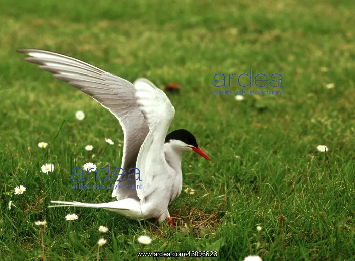 : Arctic tern at nest : Arctic tern at nest