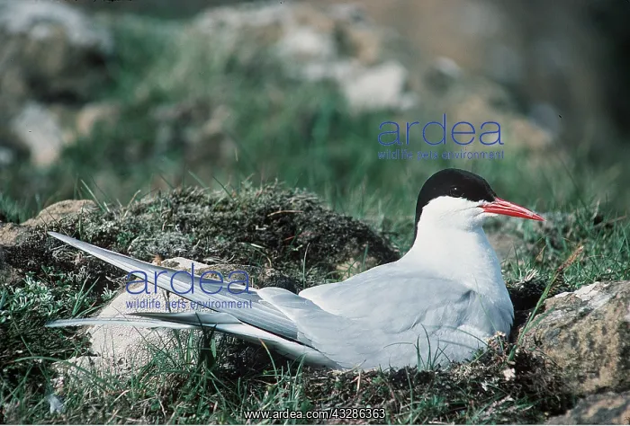 : ARCTIC TERN - on nest : ARCTIC TERN - on nest