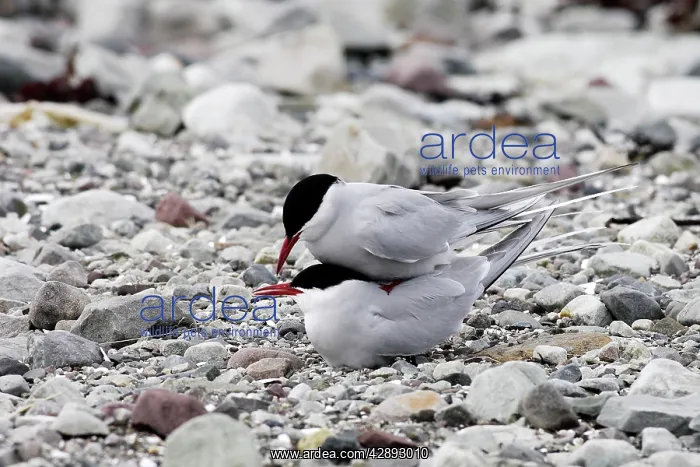 : Arctic Tern - pair mating : Arctic Tern - pair mating