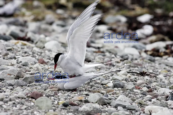 : Arctic Tern - pair mating : Arctic Tern - pair mating