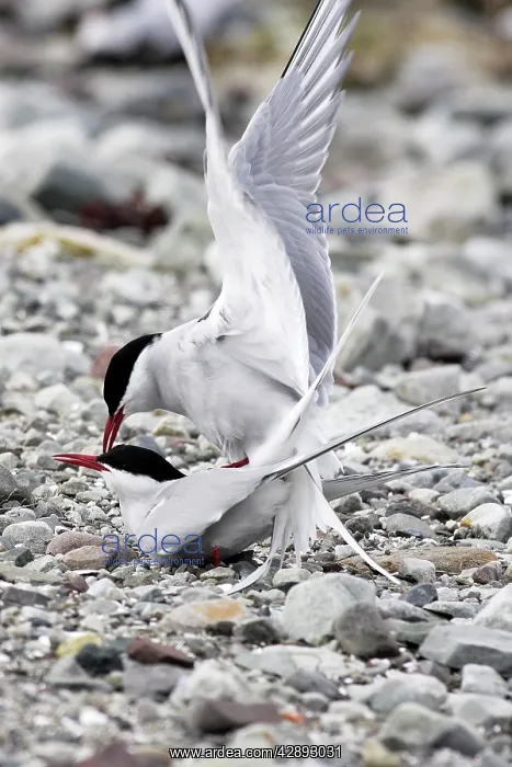 : Arctic Tern - pair mating : Arctic Tern - pair mating