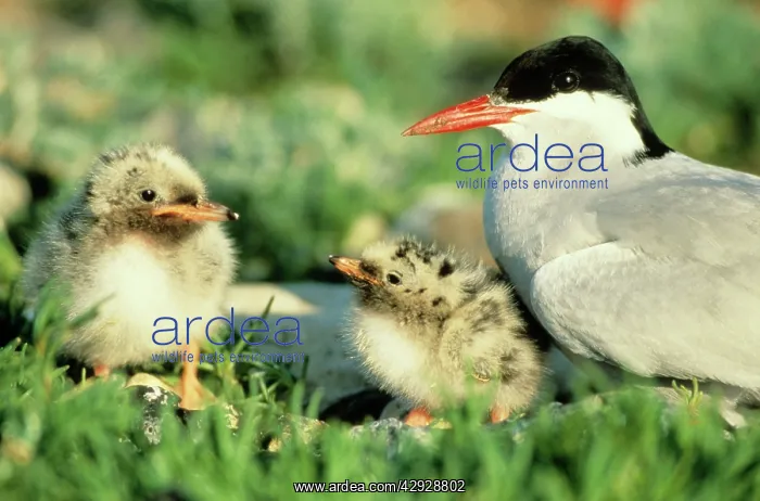  : Arctic TERN - Parent bird with two chicks