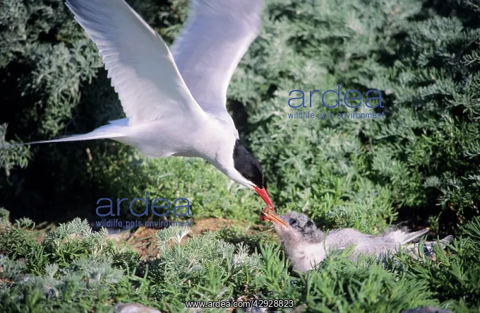 : Arctic TERN - Parent bird feeding fledgling : Arctic TERN - Parent bird feeding fledgling