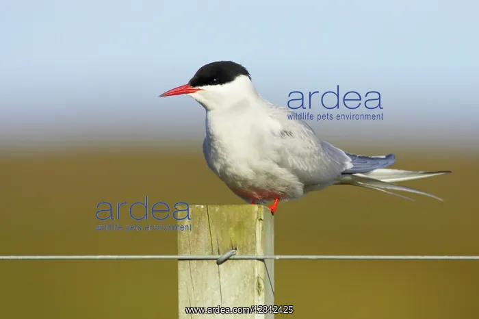 : Arctic Tern - on post : Arctic Tern - on post