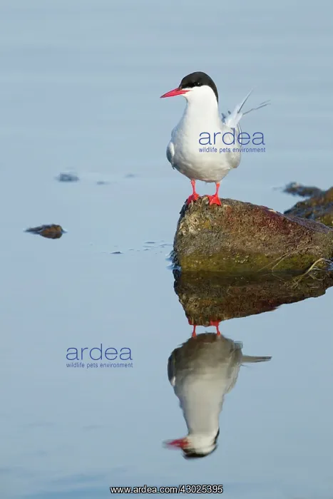 : Arctic Tern - with reflection : Arctic Tern - with reflection