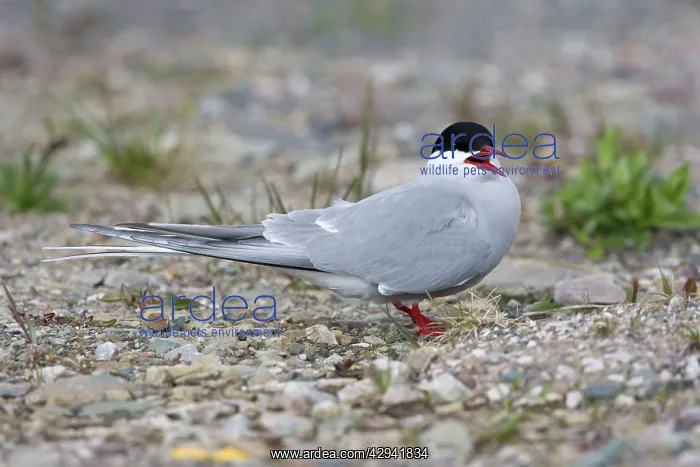 : Arctic Tern - Resting on shingle : Arctic Tern - Resting on shingle