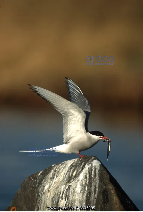 : ARCTIC TERN - on rock, with fish in beak : ARCTIC TERN - on rock, with fish in beak