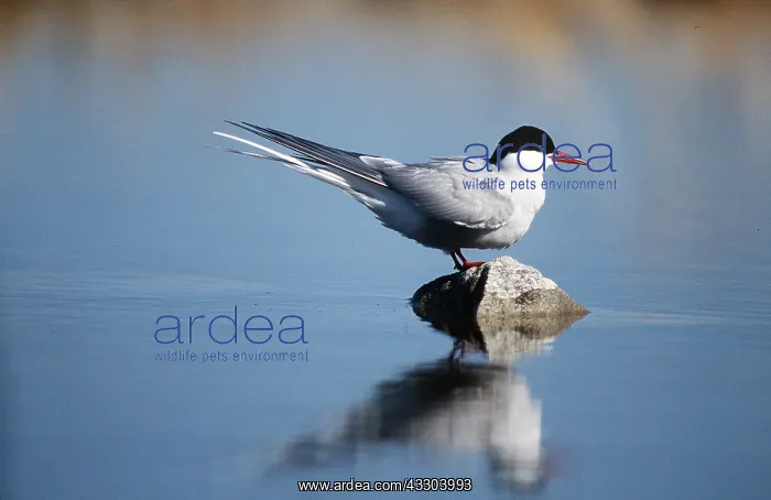 : ARCTIC TERN - on rock, in water : ARCTIC TERN - on rock, in water