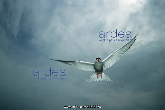 : Arctic Tern - Showing aggression towards intruder : Arctic Tern - Showing aggression towards intruder