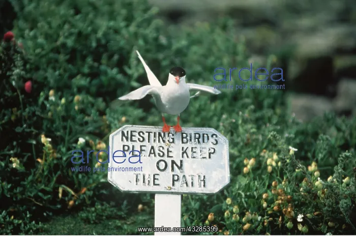 : ARCTIC TERN - on sign in nesting area : ARCTIC TERN - on sign in nesting area