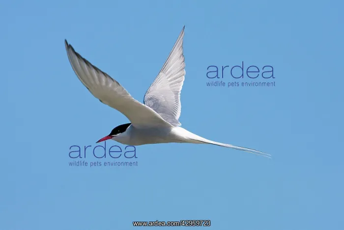  : Arctic Tern - Single adult in flight, North Uist
