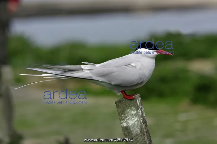 : Arctic Tern - sitting on post : Arctic Tern - sitting on post