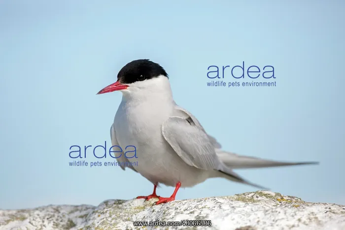 : Arctic tern (Sterna paradisaea). Farne Islands (England) : Arctic tern (Sterna paradisaea). Farne Islands (England)