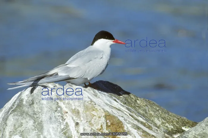 : Arctic Tern (Sterna paradisaea) : Arctic Tern (Sterna paradisaea)