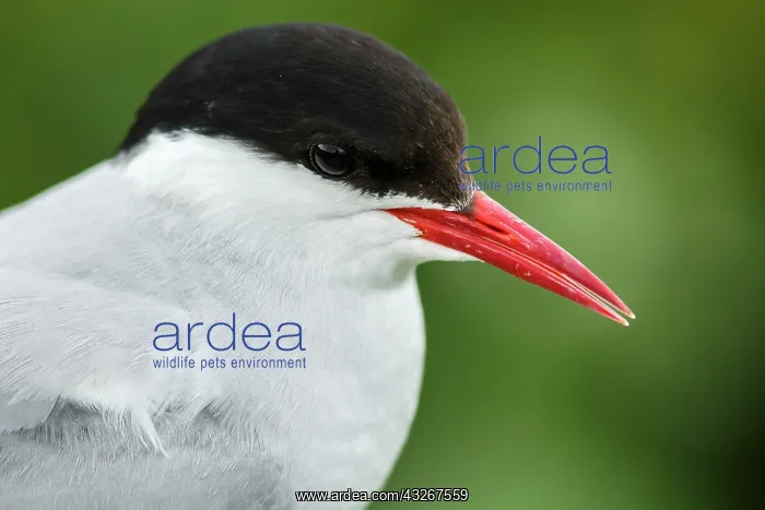 : Arctic Tern (Sterna paradisaea) - adult portrait : Arctic Tern (Sterna paradisaea) - adult portrait