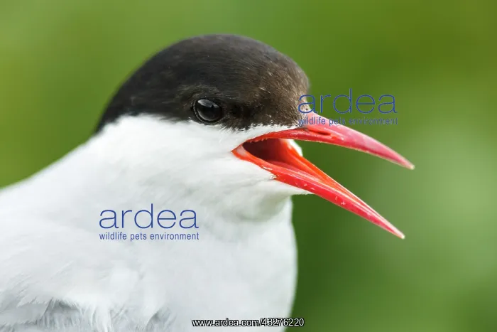 : Arctic Tern (Sterna paradisaea) - adult portrait : Arctic Tern (Sterna paradisaea) - adult portrait