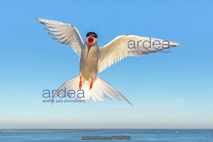 : Arctic tern (Sterna paradisaea) on approach, Eidersperrwerk : Arctic tern (Sterna paradisaea) on approach, Eidersperrwerk