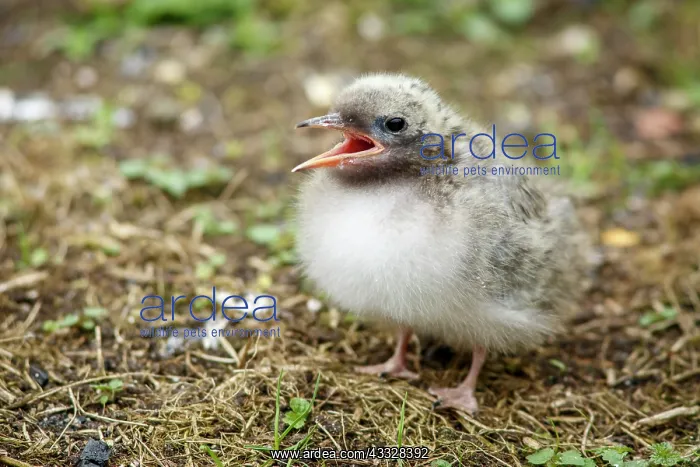 : Arctic Tern (Sterna paradisaea) - chick on breeding : Arctic Tern (Sterna paradisaea) - chick on breeding