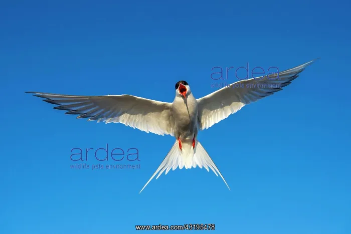 : Arctic tern (Sterna paradisaea) in flight, calling : Arctic tern (Sterna paradisaea) in flight, calling
