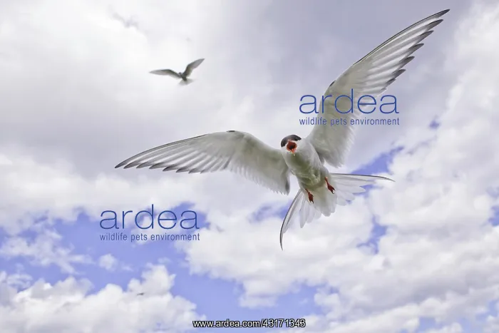 : Arctic Tern (Sterna paradisaea) in flight. Farne : Arctic Tern (Sterna paradisaea) in flight. Farne