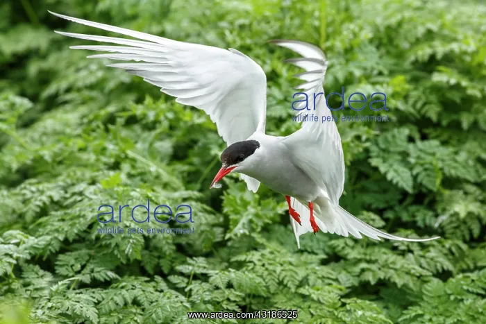 : Arctic Tern (Sterna paradisaea) - in flight - Farne : Arctic Tern (Sterna paradisaea) - in flight - Farne