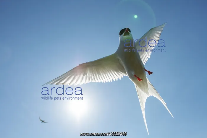 : Arctic Tern (Sterna paradisaea) - in flight - Farne : Arctic Tern (Sterna paradisaea) - in flight - Farne