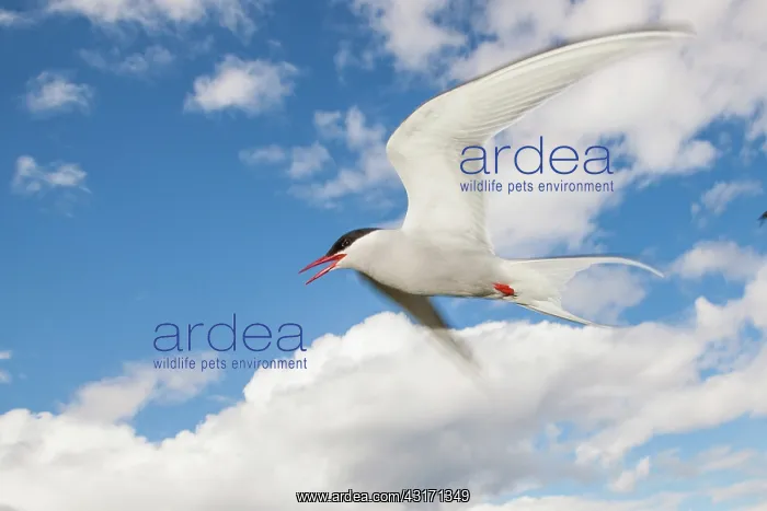 : Arctic Tern (Sterna paradisaea) in flight. Scotland : Arctic Tern (Sterna paradisaea) in flight. Scotland