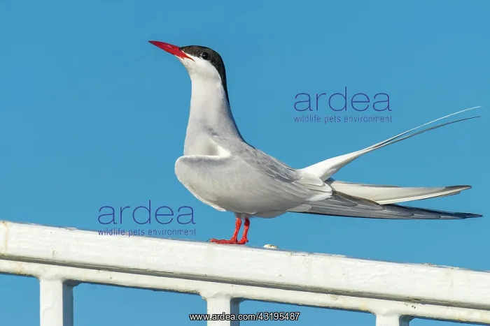 : Arctic tern (Sterna paradisaea) in flight, sitting : Arctic tern (Sterna paradisaea) in flight, sitting