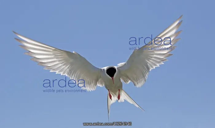 : Arctic tern (Sterna paradisaea) hovering against : Arctic tern (Sterna paradisaea) hovering against