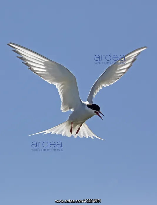 : Arctic tern (Sterna paradisaea) hovering against : Arctic tern (Sterna paradisaea) hovering against