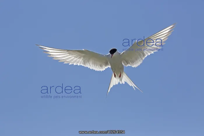 : Arctic tern (Sterna paradisaea) hovering against : Arctic tern (Sterna paradisaea) hovering against
