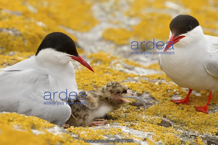 : Arctic Tern (Sterna paradisaea) pair feeds chick : Arctic Tern (Sterna paradisaea) pair feeds chick