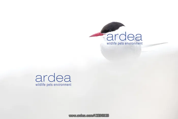  : Arctic Tern (Sterna paradisaea) sitting on grav
