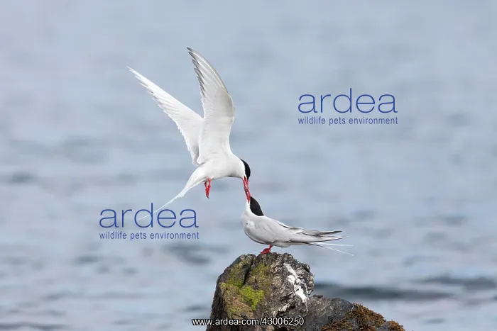 : Arctic Terns : Arctic Terns