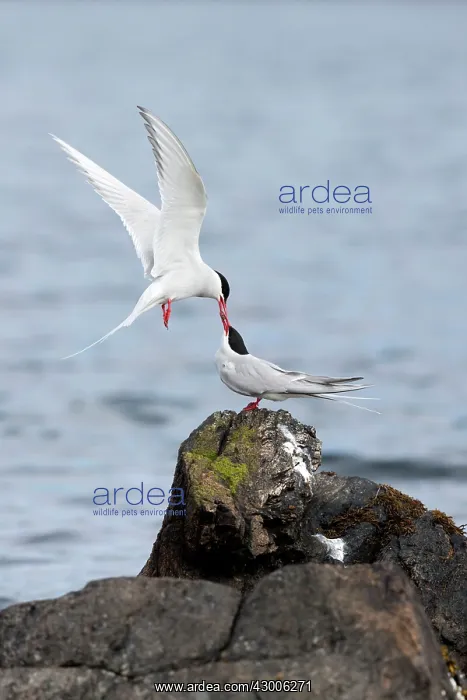 : Arctic Terns : Arctic Terns