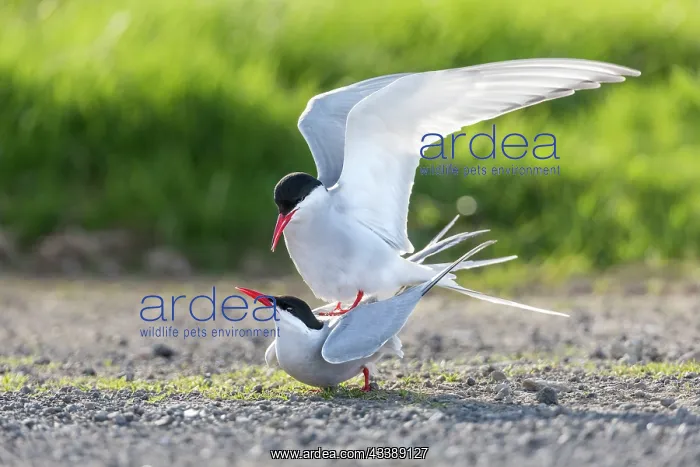 : Arctic Terns - Mating - UK : Arctic Terns - Mating - UK