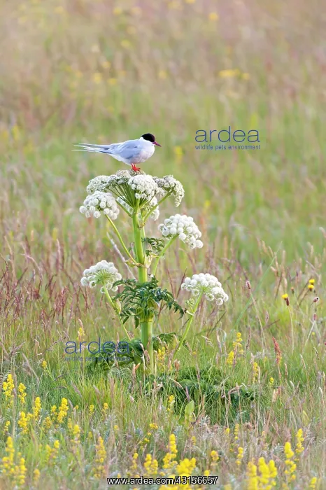 : Arctic Tern(Sterna paradisaea) resting on Wild Angelica (Ang : Arctic Tern(Sterna paradisaea) resting on Wild Angelica (Ang